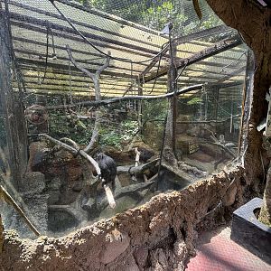 Javan Surili Exhibit