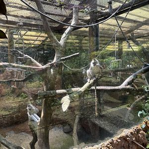 Mitered Surili Exhibit