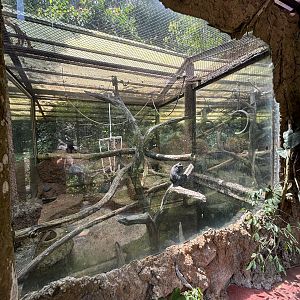 Sulawesi Crested Macaque Exhibit