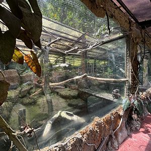 Silvered Leaf Monkey Exhibit