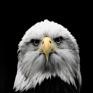 Bald Eagle - Millets Wildside 2024