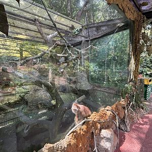 East Javan Langur Exhibit