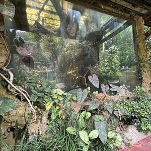 East Javan Langur Exhibit