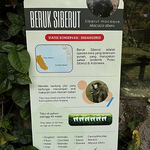 Siberut Macaque Exhibit Sign