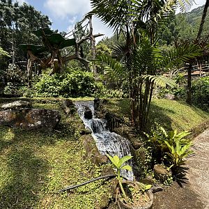 Muller’s Gibbon Exhibit