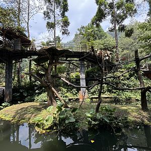 Muller’s Gibbon Exhibit