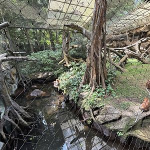 Proboscis Monkey Exhibit