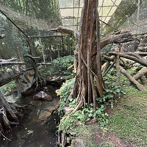 Proboscis Monkey Exhibit - wow!