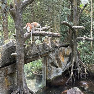 Proboscis Monkey Exhibit