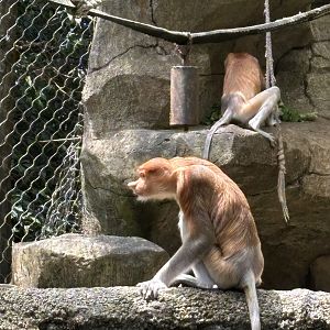 Proboscis Monkeys