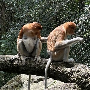 Proboscis Monkeys