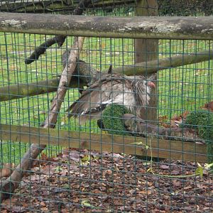 Red legged Seriema 161218