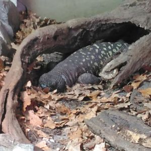 Animal Adventure- Mexican Beaded lizard 271218