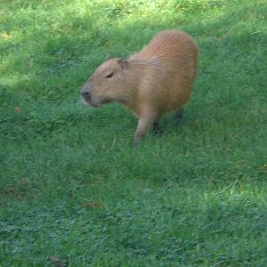 African Village- Capybara 241022