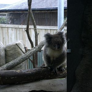 Southern Koala 301024