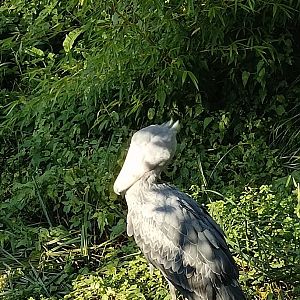 Shoebill Stork