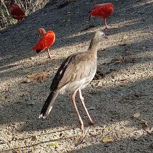 Red-Legged Seriema and Scarlet Ibis