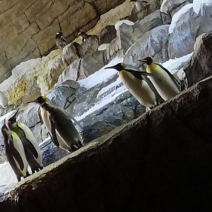 King and Gentoo Penguins