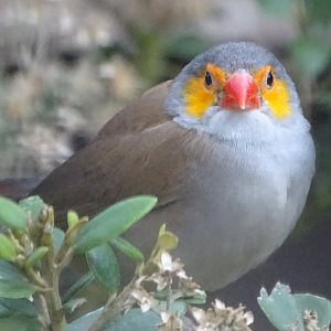 Orange-cheeked Waxbill, 7th October 2024