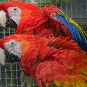 Scarlet Macaws, 7th October 2024
