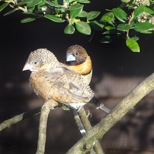 Cut-throat Finch hen and Chestnut-breasted Mannikin, 7th October 2024
