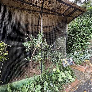 Javan Slow Loris Exhibit - empty