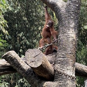 Baby Orangutan