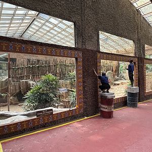 Komodo Dragon Exhibits
