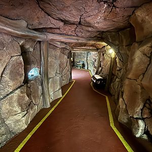 Komodo Dragon Exhibit Tunnel