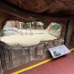 Komodo Dragon Exhibit