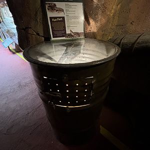 Boa Constrictor Exhibit