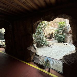 Komodo Dragon Exhibit