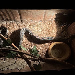 Reticulated Python Exhibit