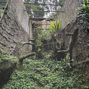 Grey-headed Fish Eagle Aviary