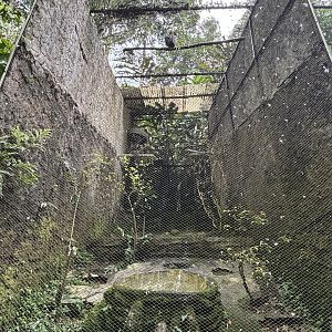 Changeable Hawk Eagle Aviary #2