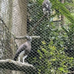 Grey-headed Fish Eagles