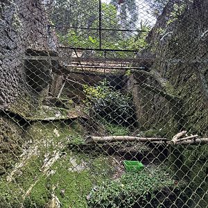 Javan Hawk Eagle Aviary