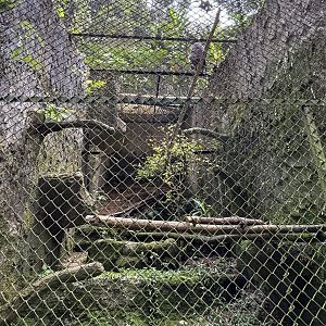 Crested Serpent Eagle Aviary