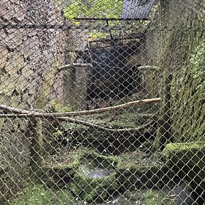 Changeable Hawk Eagle Aviary #3