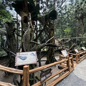 Binturong Exhibit
