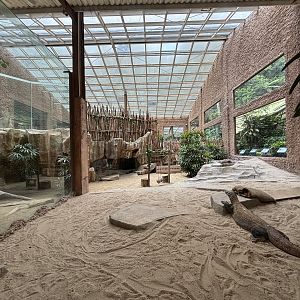 Komodo Dragon Exhibit - one of many