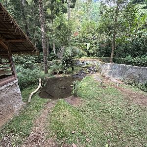 Saltwater Crocodile Exhibit