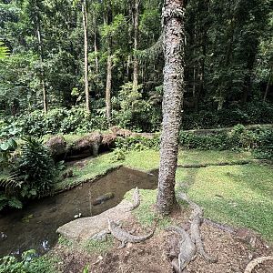Saltwater Crocodiles