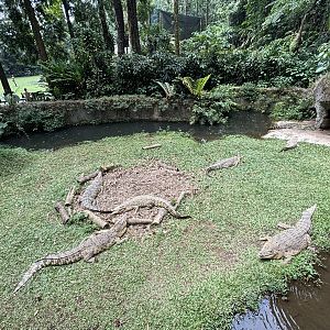 Saltwater Crocodile Exhibit
