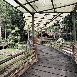 Saltwater Crocodile Exhibit