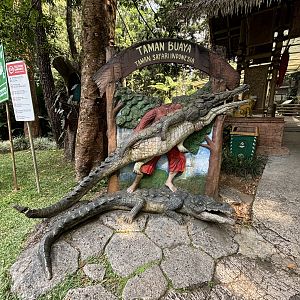 Saltwater Crocodile Statue