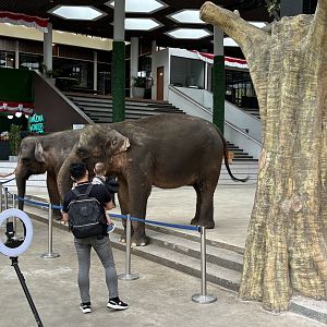 Asian Elephants - petting area