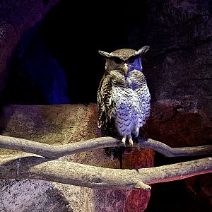 Barred Eagle Owl - Walk-through Aviary