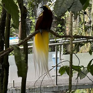Lesser Bird of Paradise - Walk-through Aviary