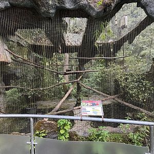 Papuan Hornbill Aviary